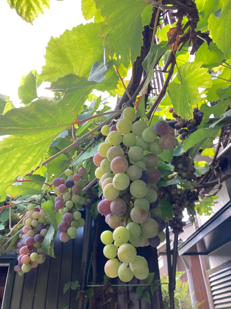 BKシードレスぶどえPVP苗木 ブドウ BKシードレス（PVP） 接木苗 1本（入荷予定：2025年11月頃