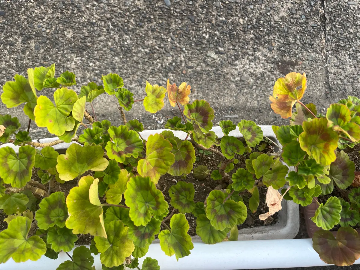 1ヶ月ほど前に形見分けでうちにきたゼラニウムです。最初は元｜園芸