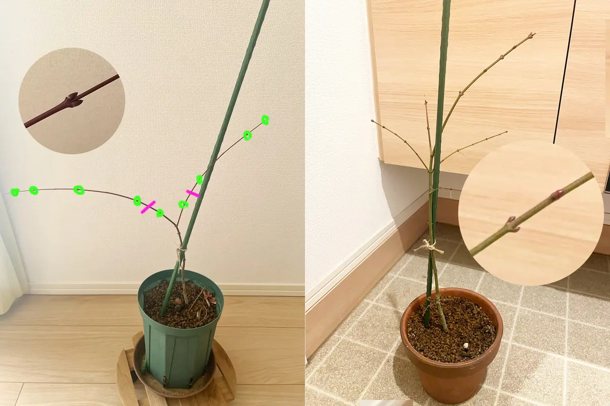 以前、別のトピックでご相談したことのある、もみじについて教 