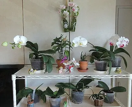 花がしおれて商品にならないため値引きされていました。珍しい