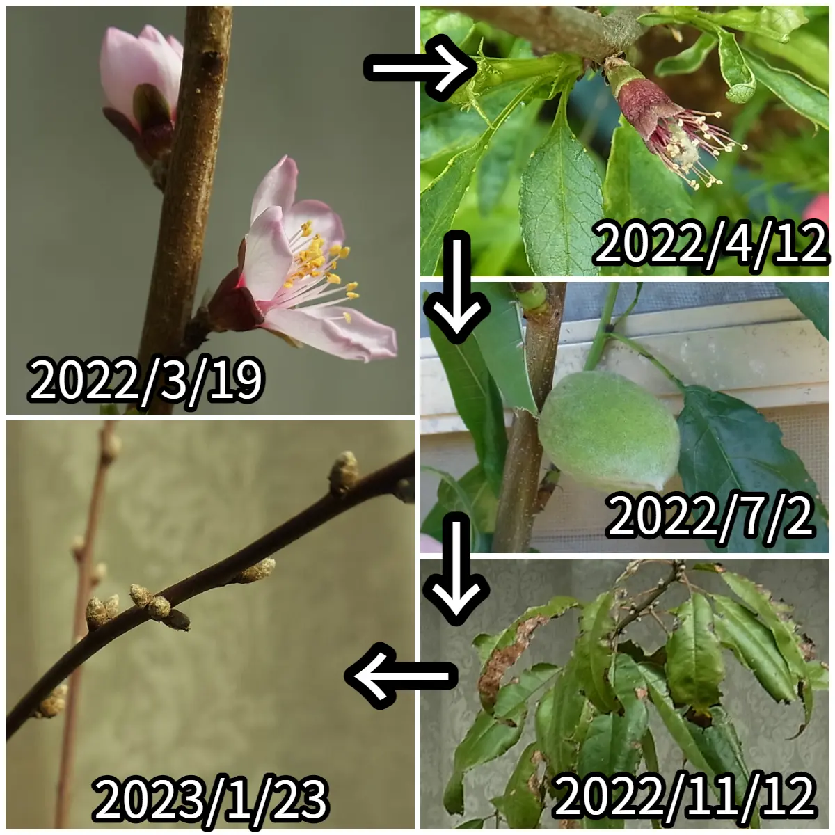 アーモンドの苗木を去年買って育ててます。アーモンドの葉っぱ