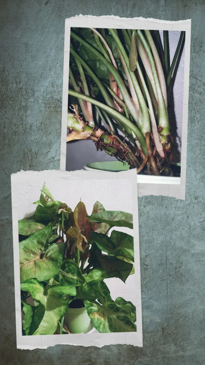 最近観葉植物を購入し、分からないことが多く相談させていただ 最近観葉植物を購入し、分からないことが多く相談させていただ