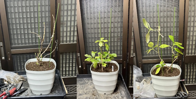 ⭕️あじさい その他 植物 素焼き 鉢ごと 寄せ植え体験教室お客様作品 