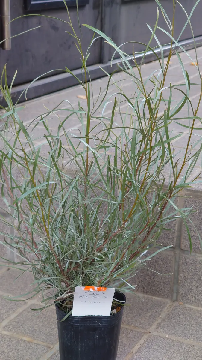 お世話になります。街歩きをしていて目にした樹木です。とて｜園芸