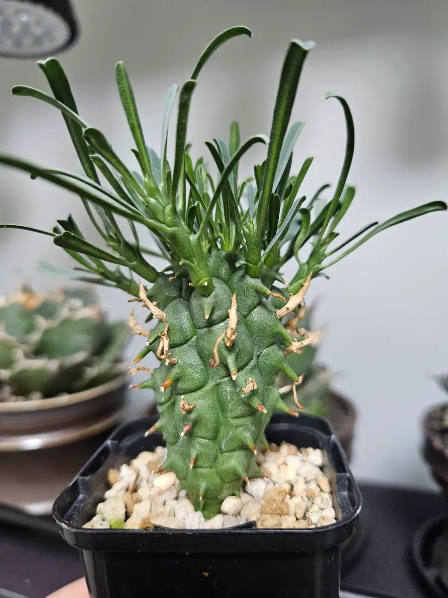 ユーフォルビア闘牛角 ユーフォルビア・闘牛角 | trigger