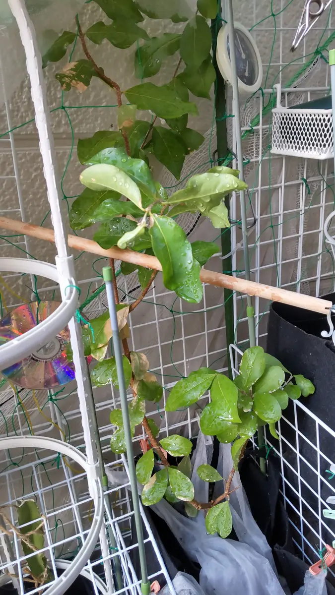 ご近所のおば様に頂いたイチヂクなのですが、この木はもう植え ご近所のおば様に頂いたイチヂクなのですが、この木はもう植え
