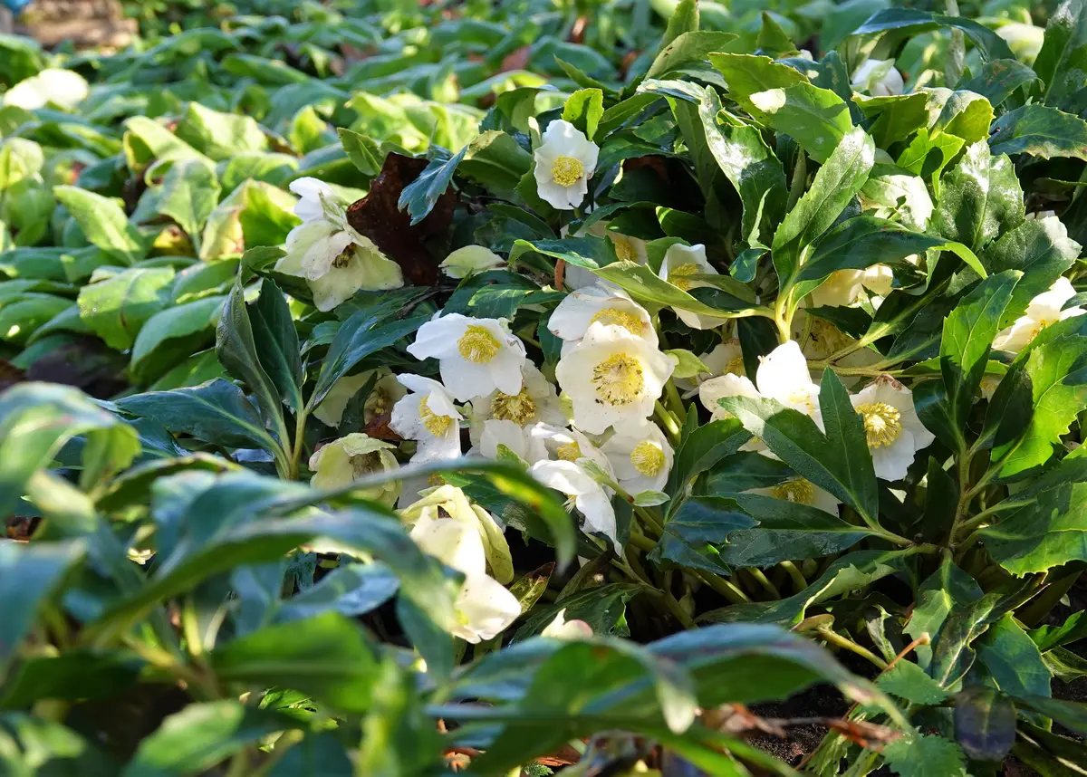 クリスマスローズの古株について教えて下さい知り合いより譲り