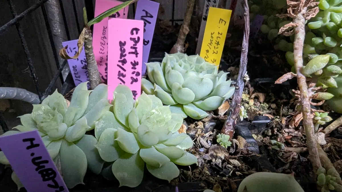 お世話になりますm(__)mスリョンです。葉挿しで育てて直径6c お世話になりますm(__)mスリョンです。葉挿しで育てて直径6c