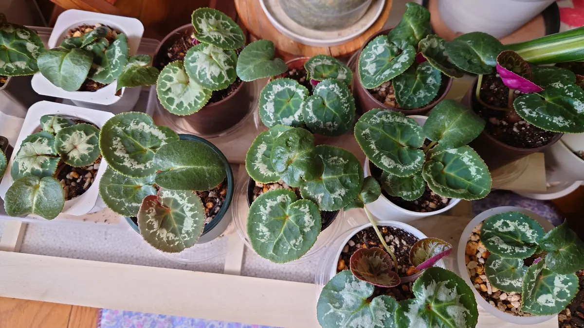 シクラメン：ミルキーガール4号鉢植え の通販 | 園芸ネット