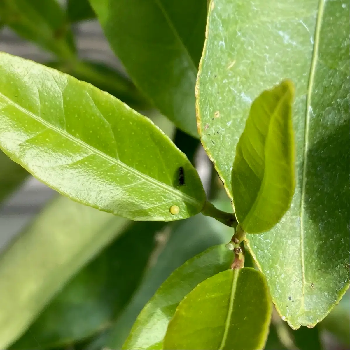 昨年の春に約1mくらいの柚子の苗木を頂き定植しましたがいつの