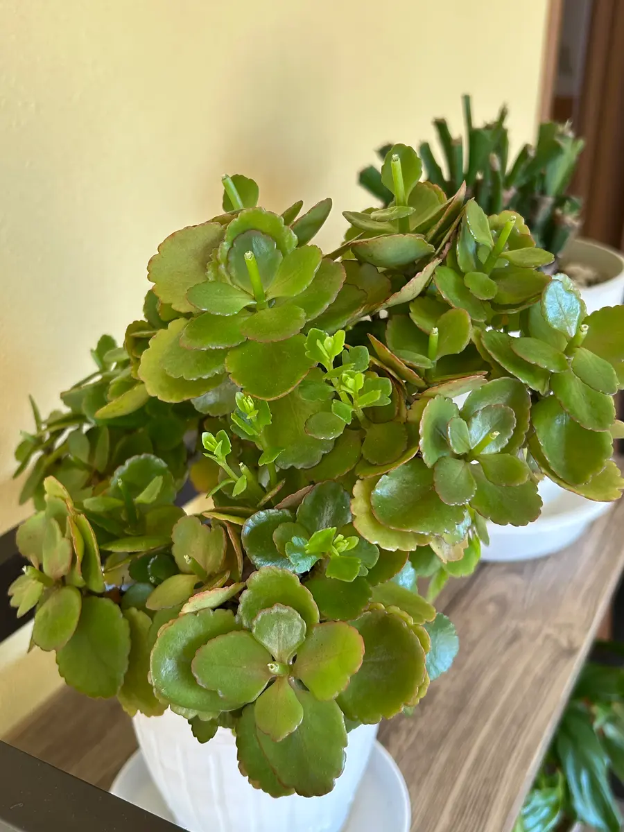 ☘観葉植物☘カランコエ フィフィ①【ディスキディア ペペロミア エスキナンサス】