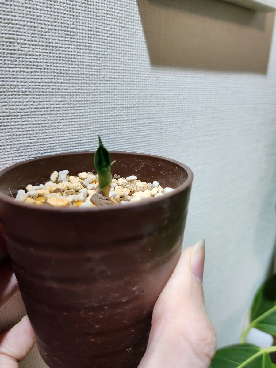 先日も質問させてもらったサンスベリアミニグロウの子株につい