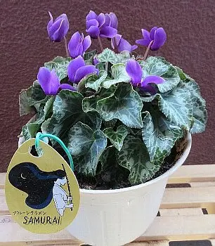 見切り品でシクラメンを購入したのですが札がなく品種が分かり