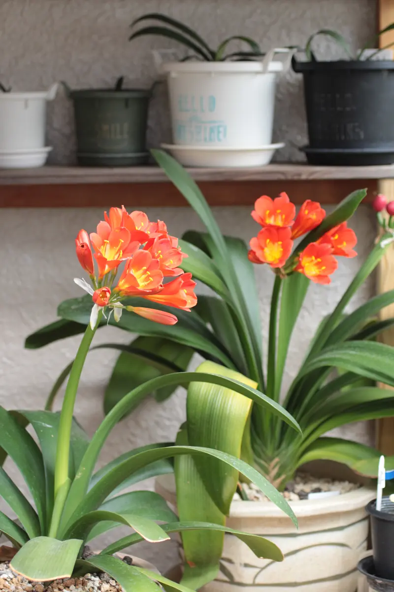 クンシランのつぼみが曲がる理由がわからなくて困っています