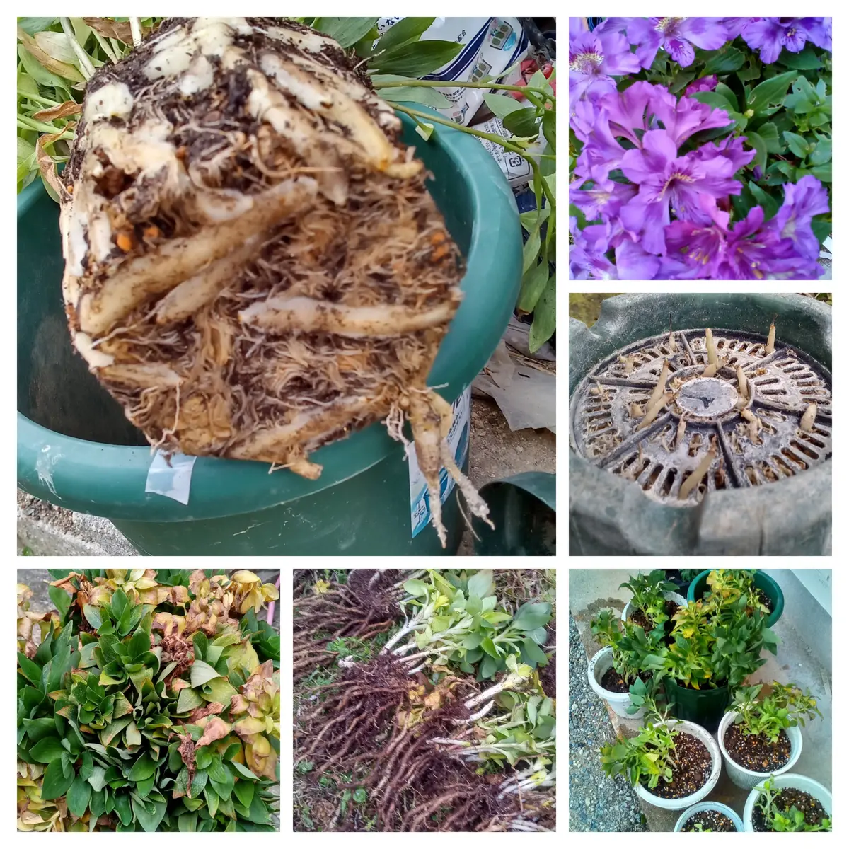 アルストロメリアの球根を7号くらいの鉢に秋植えして、水やり忘