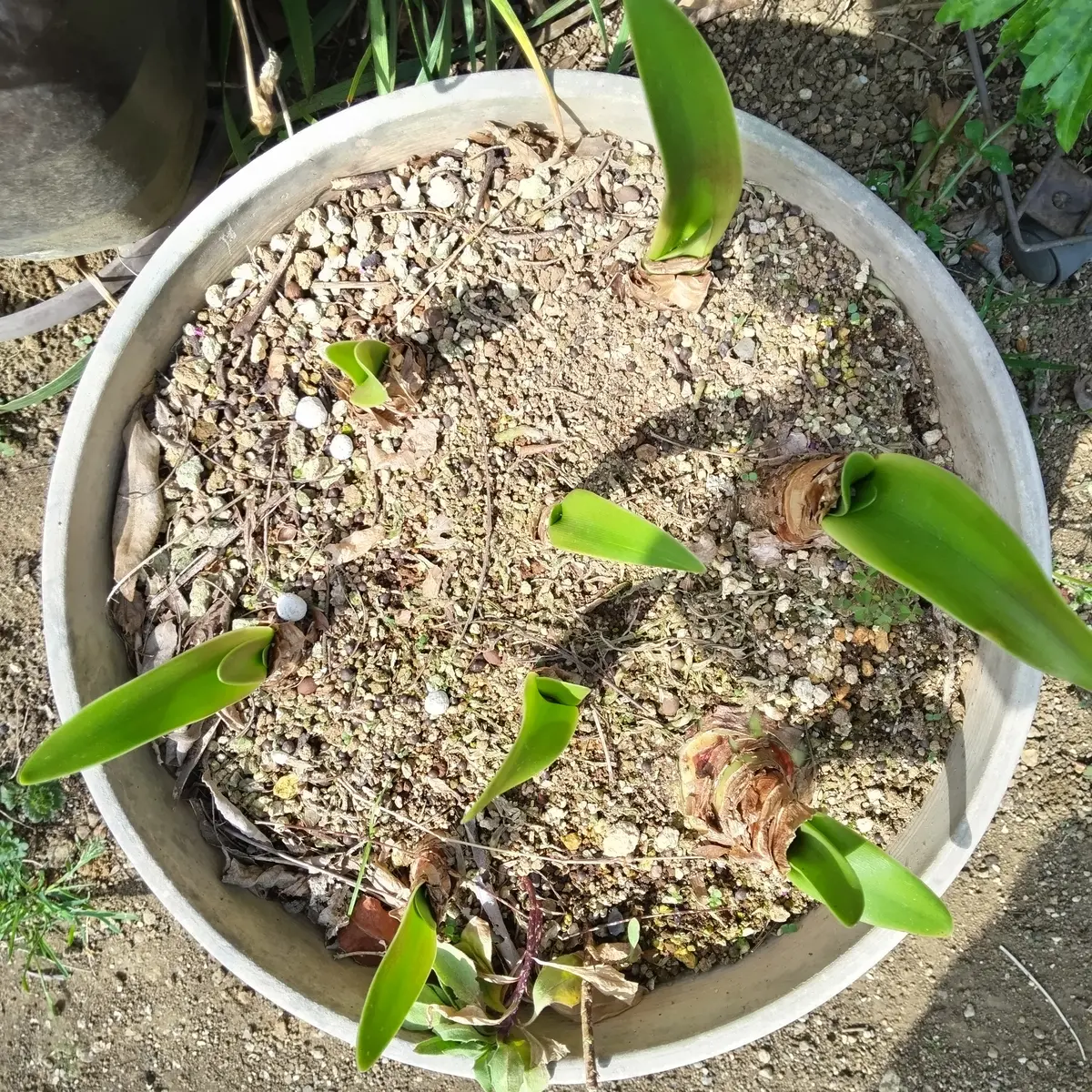アマリリス の 植え 替え 時期