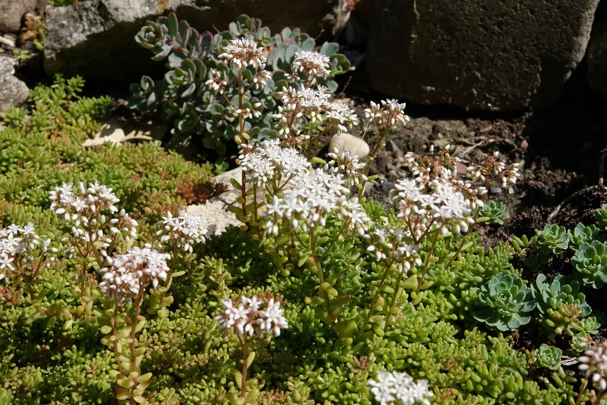 この多肉植物の名前を教えてください。種子を買ったらオマケ｜園芸