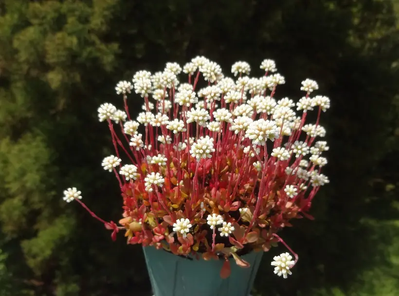いつも貴重なアドバイスをいただきありがとうございます。今｜園芸