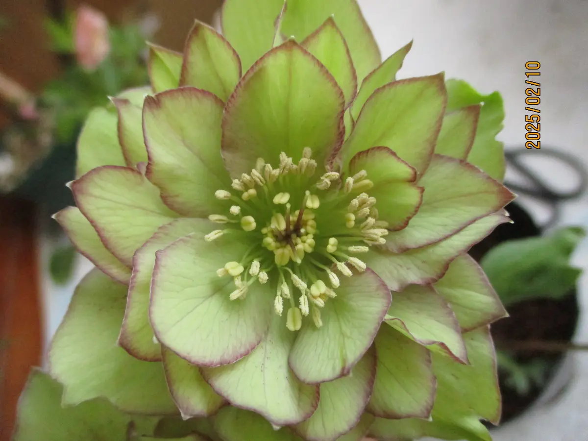 咲き始めの写真追加しました。それからダブルグリーンもしくは