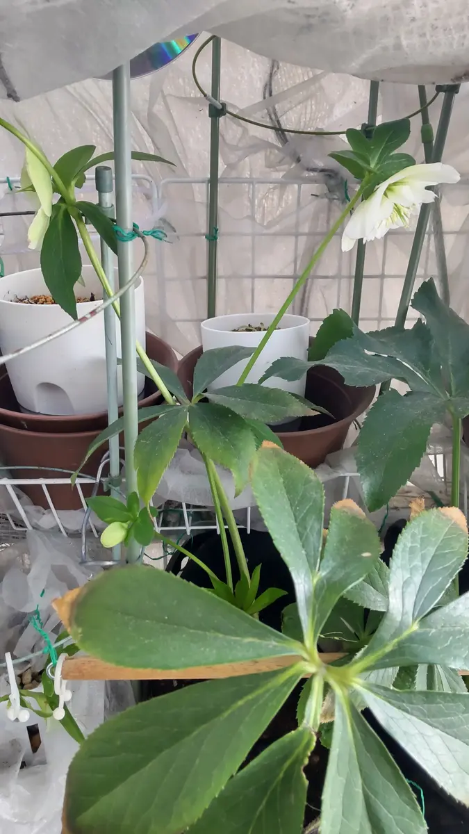 咲き始めの写真追加しました。それからダブルグリーンもしくは