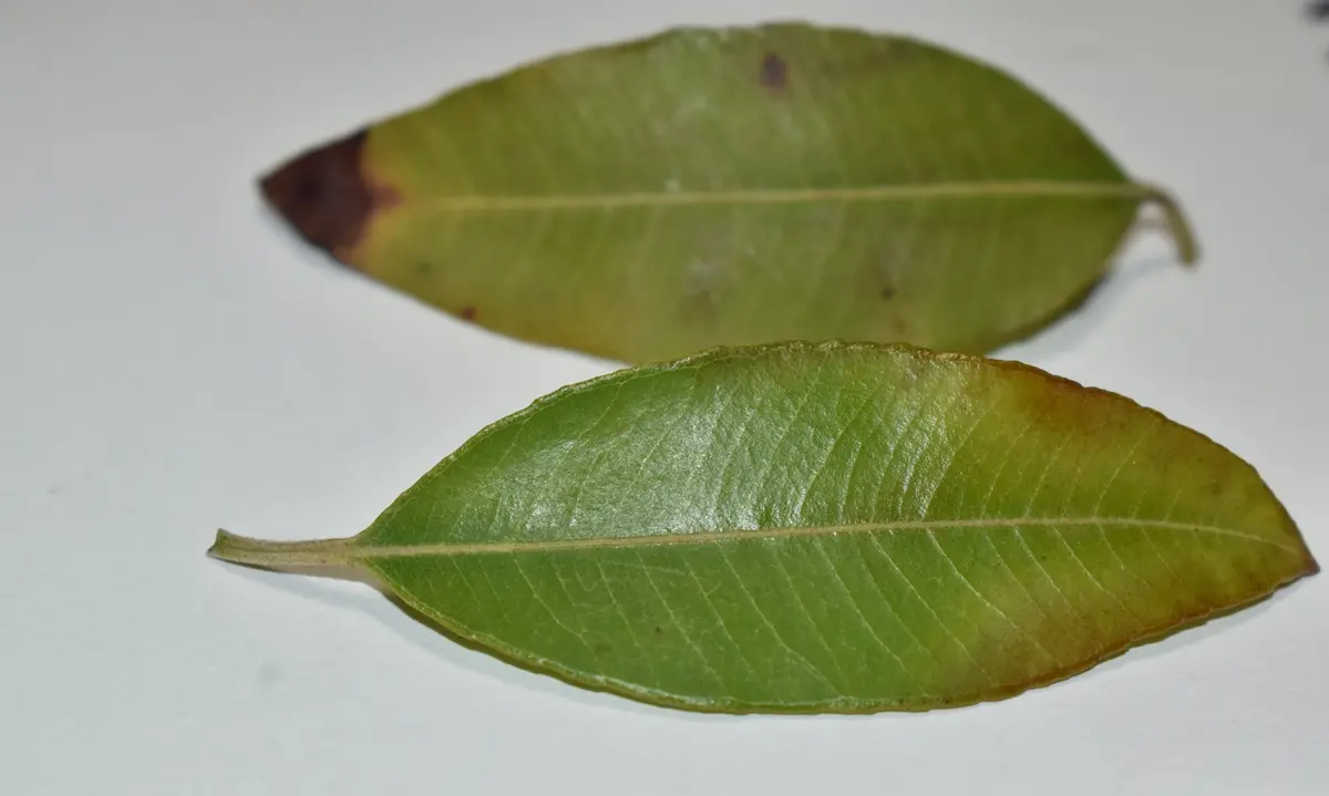 この木の名前、わかりますか？近所の料理人さんが葉っぱをプチ