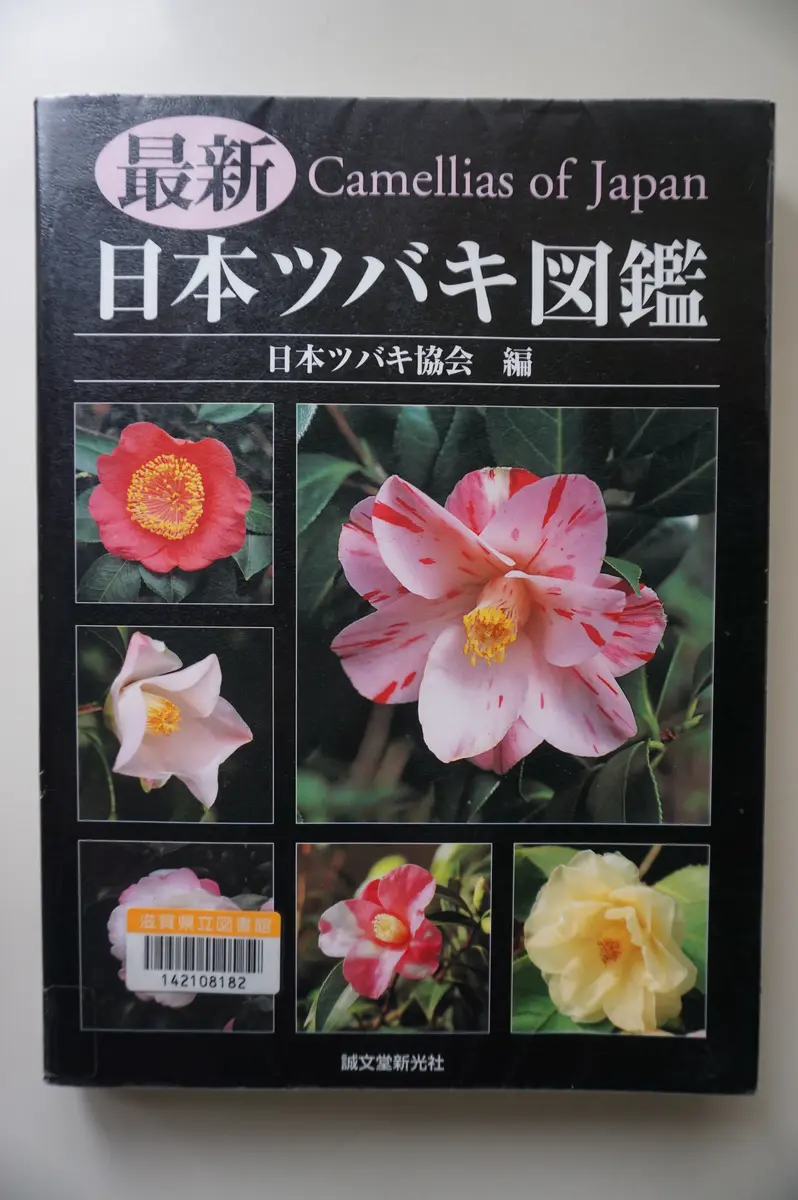 椿ベティシェフィールドシュープリームを挿し木したところ、枝