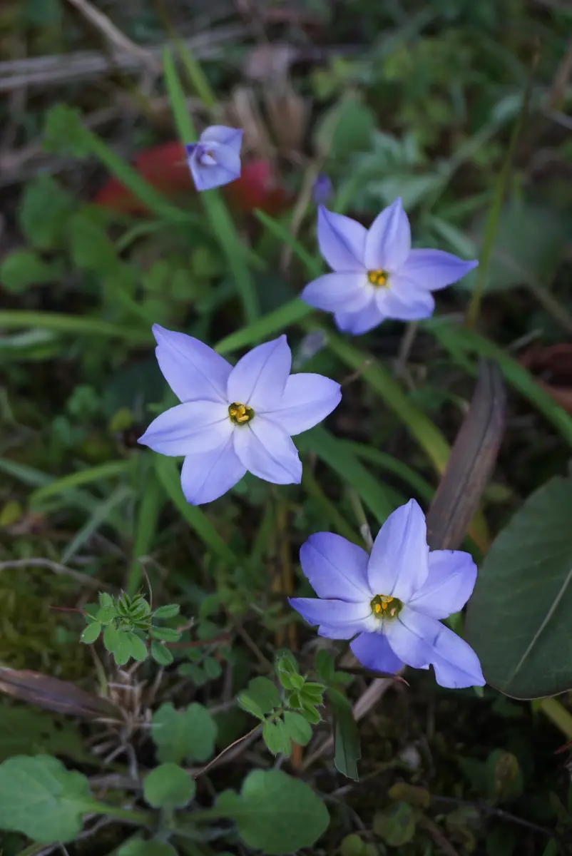 花の名前が分からないので教えて下さい。 庭の隅に見た事の 花の名前が分からないので教えて下さい。 庭の隅に見た事の