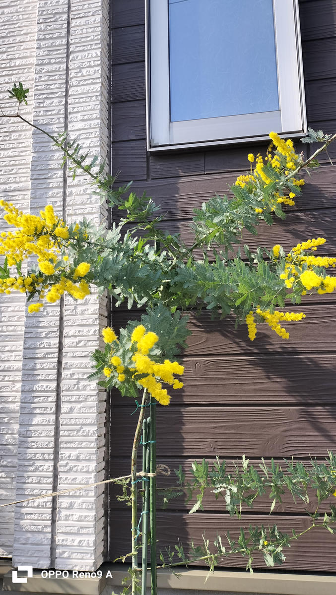 ミモザを鉢植えで育ててますが、なかなか育ちません。先日、花 
