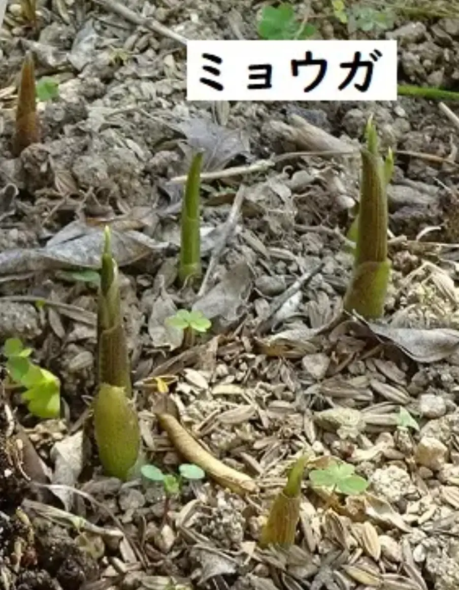 ネットで秋茗荷の根を購入し植えました。1ヶ月弱でちらほら発