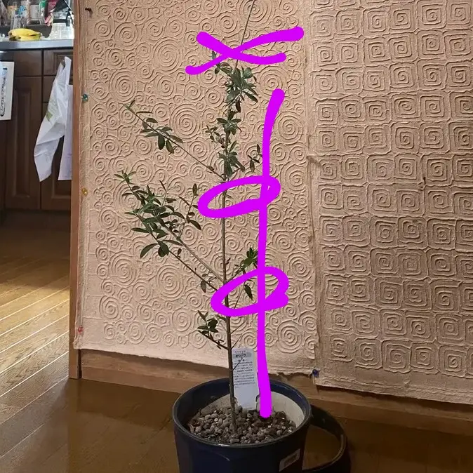 こんにちは！オリーブの木を育てているのですが、先端が二つに