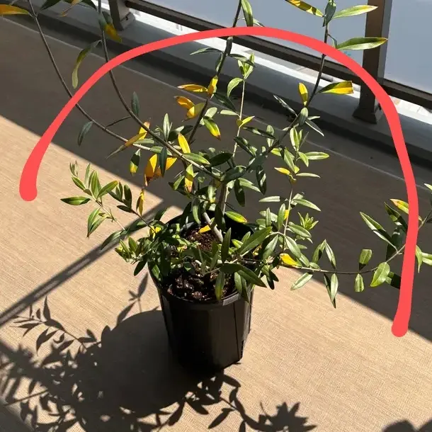 はじめまして。南向ベランダでヒナカゼというオリーブを育てて