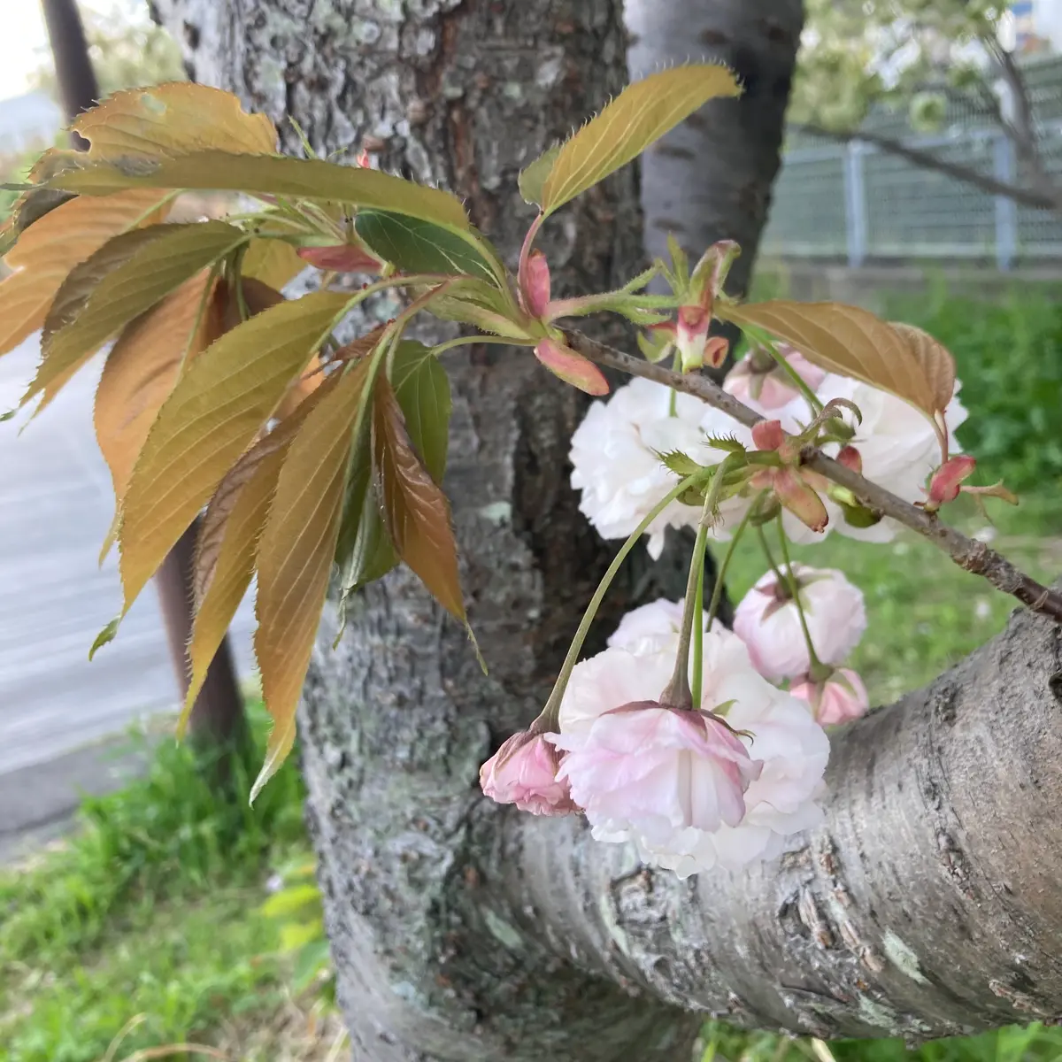 他の桜が葉桜になりつつある中、とてもたわわに咲いています