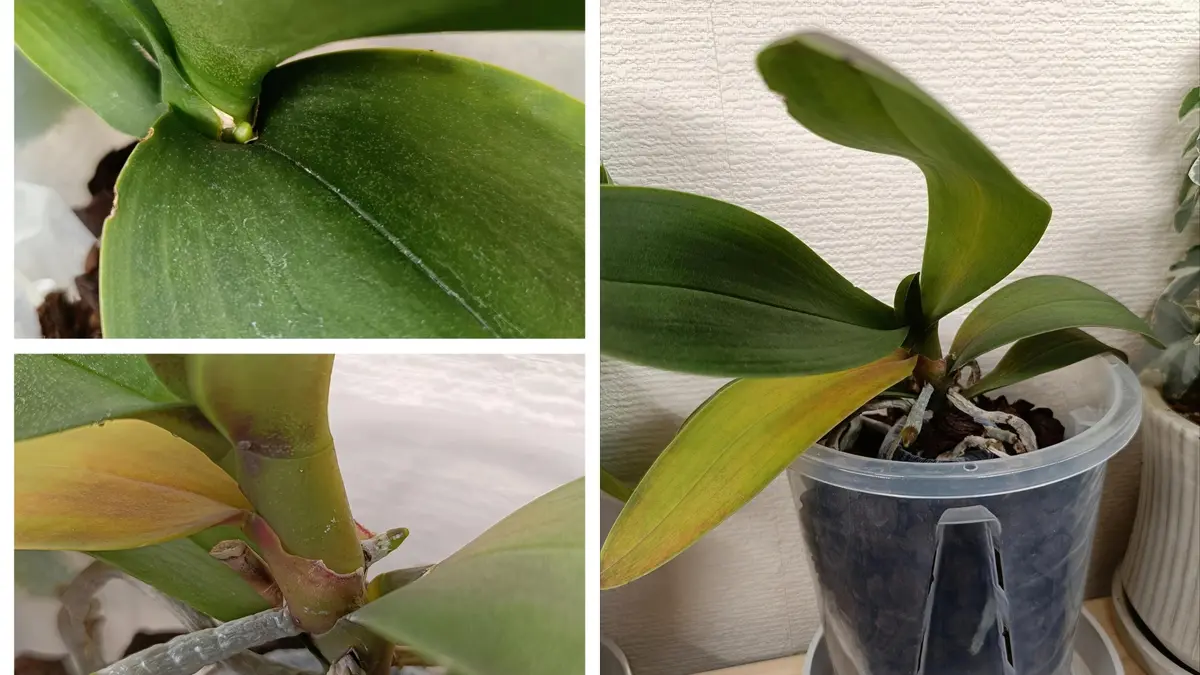 ミディ胡蝶蘭の開花頻度と管理について質問です。今年の1月か｜園芸