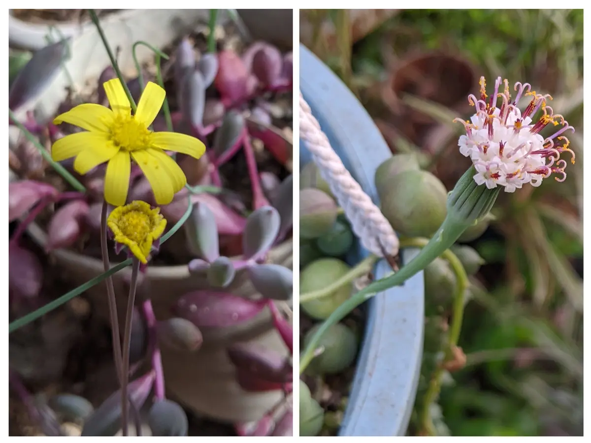 ルビーネックレス(1番右だけグリーンネックレス)として、それぞ