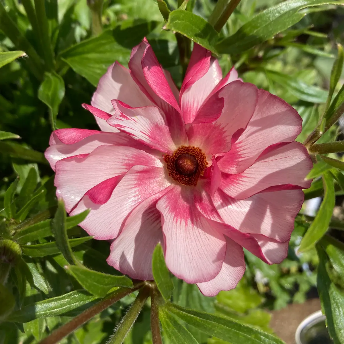 ラナンキュラスラックスの品種名、もし分かれば知りたいです ラナンキュラスラックスの品種名、もし分かれば知りたいです