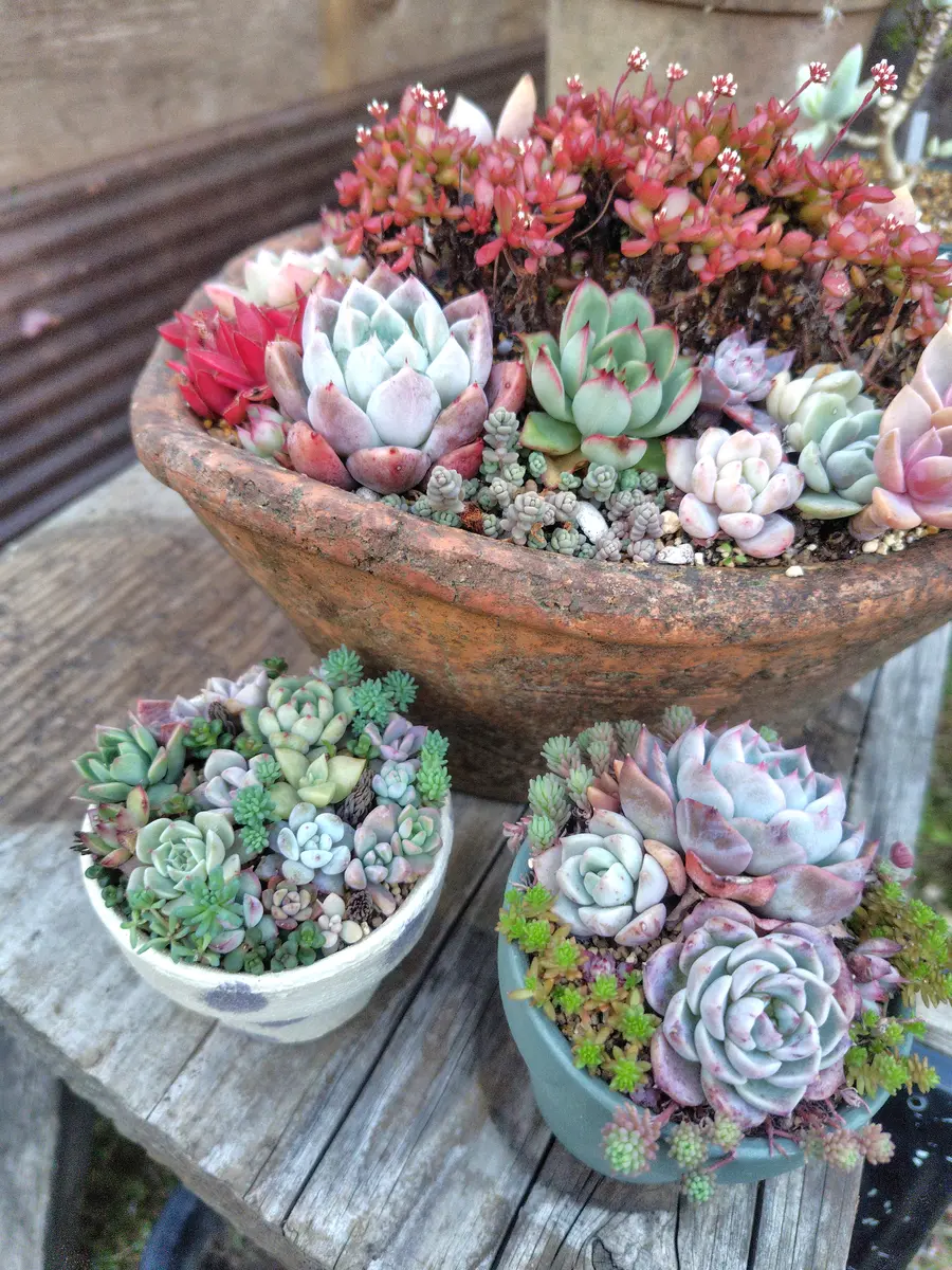 多肉植物　6点　まとめ出品 2025/04/28にシェアシード会にて多肉植物を数種類譲っていただ