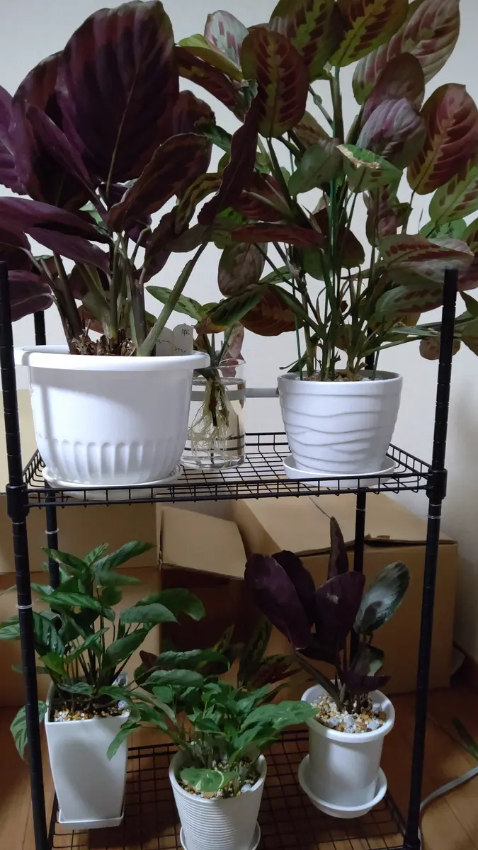 カラテア | 観葉植物の通販ならHitoHana（ひとはな）