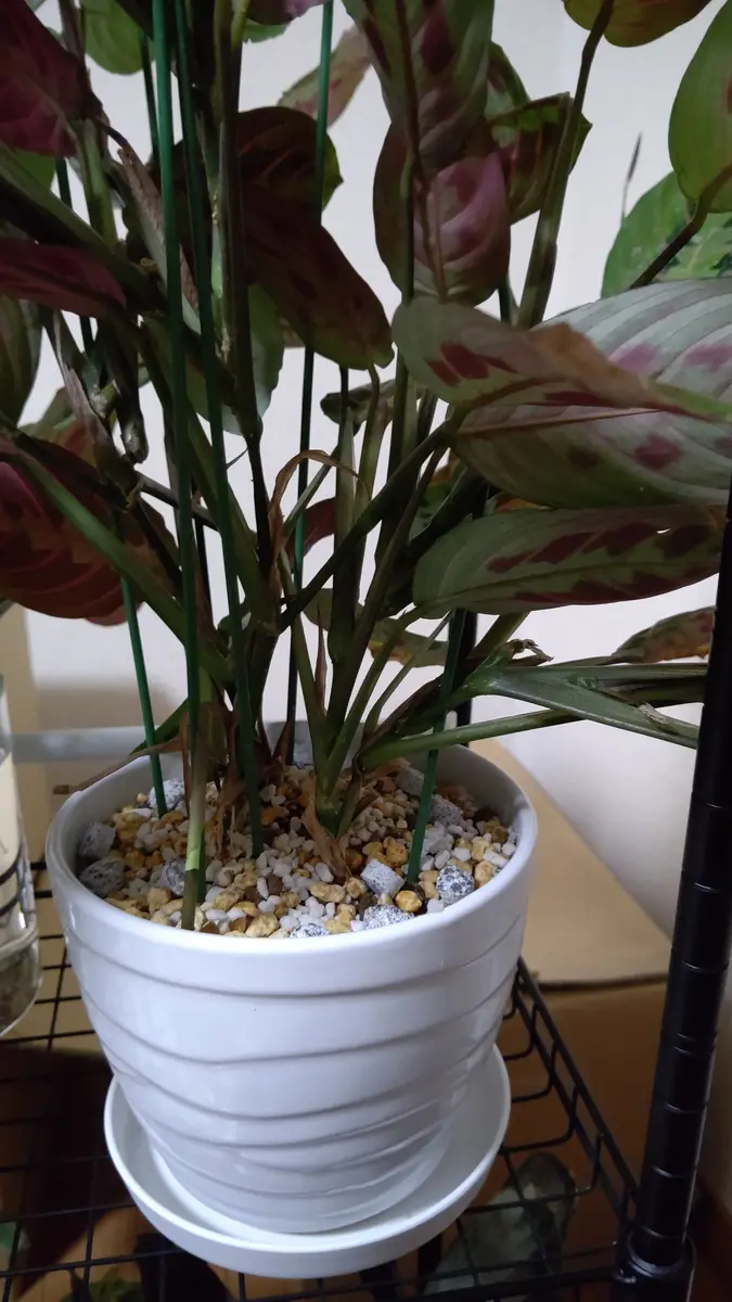 カラテア | 観葉植物の通販ならHitoHana（ひとはな）