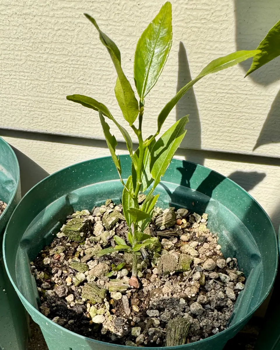 みかんについてです。食べたみかんからタネが出てきたのを植え