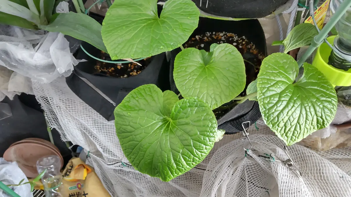 山野草好きの方から「カキラン」と言っていただいたものです