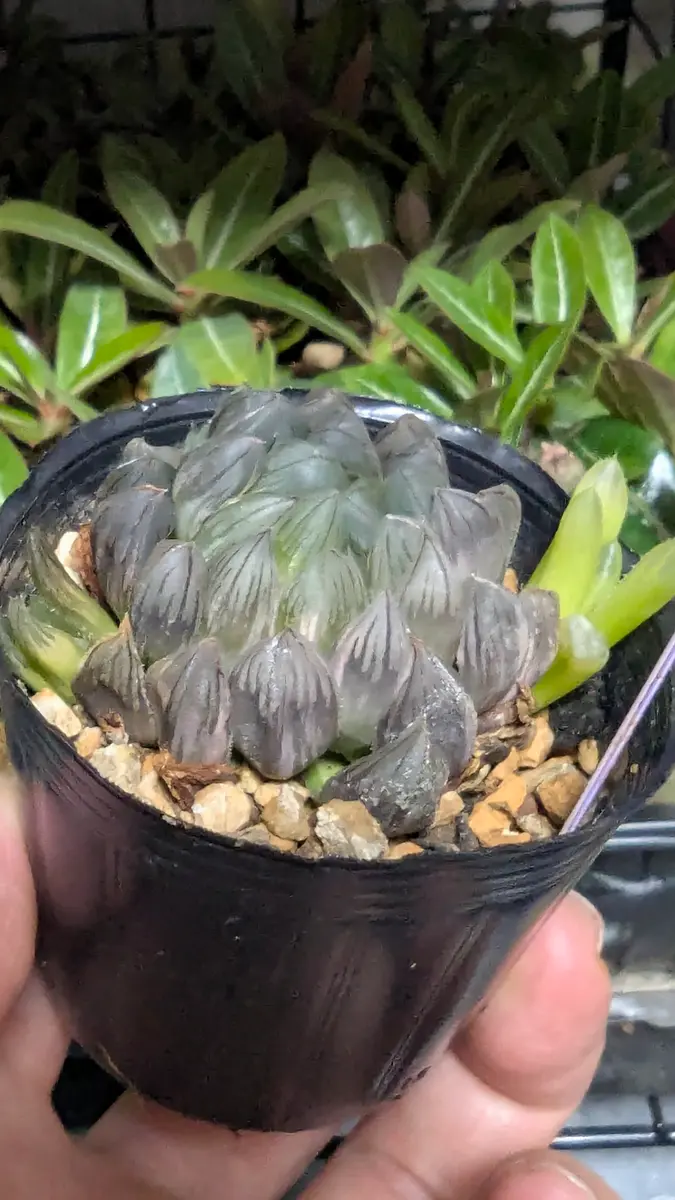 ぴ*吉様 【桜色クリスタル】ハオルチア 斑入り多肉植物 宝石窓