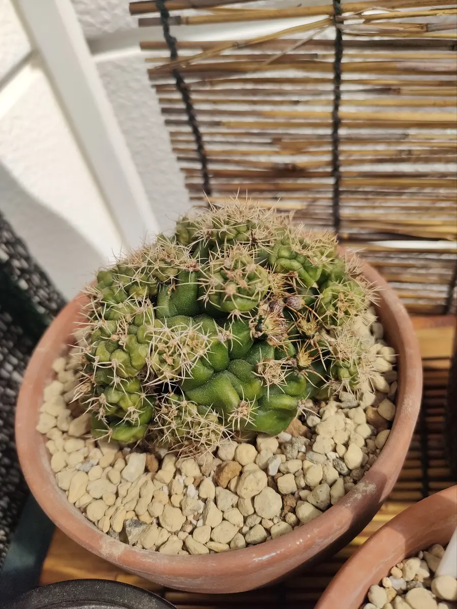 15年ほど育てているサボテンに、ついに花が咲きました！昨年も