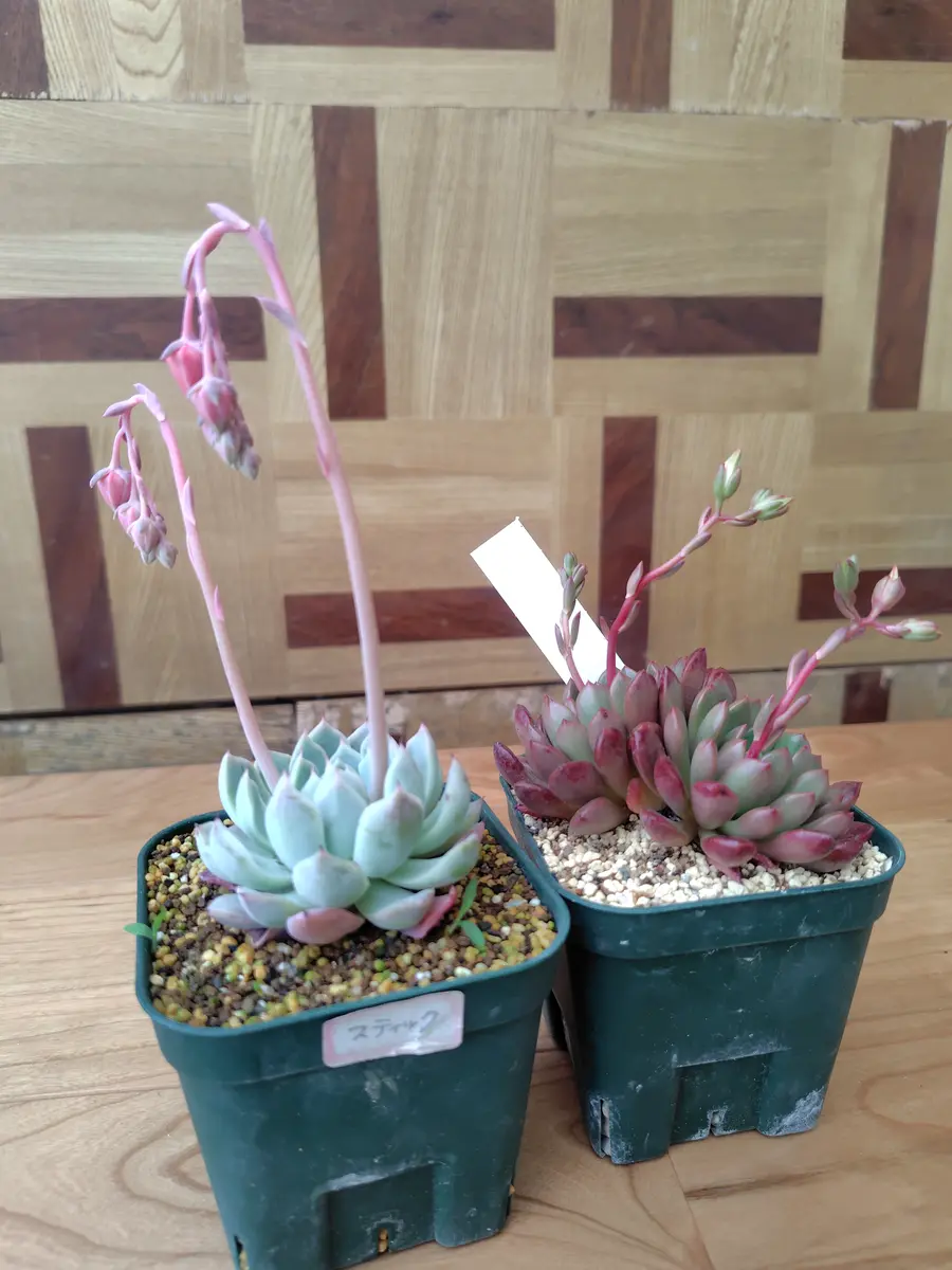 育てて2年、エケベリアプリンセスパールですがニョキっと真っ｜園芸