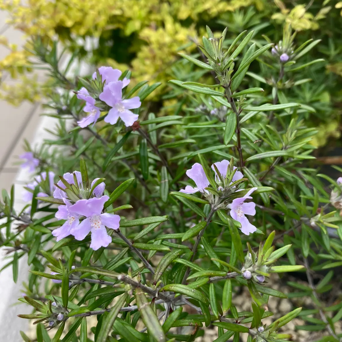 このお花の名前を知りたいです。ふわっと地面から細い枝が広が