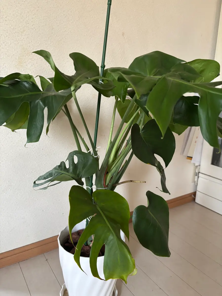 img_cache_qa_154203_c_17472975