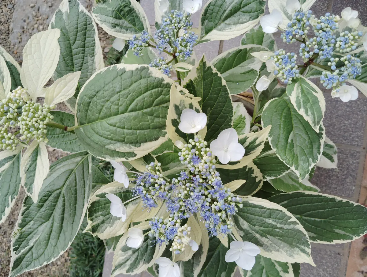 散歩中に見つけました。斑入りの葉の多分紫陽花？でしょうか