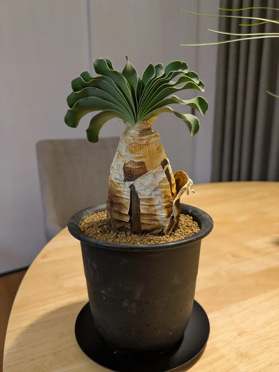 ブーファン・ディスティカ】2週間ほど前に我が家に来たブー｜園芸