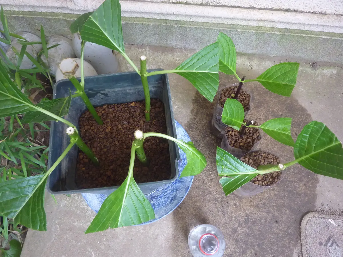 アジサイとヤマアジサイの挿木の発根後の鉢上げについて、用土