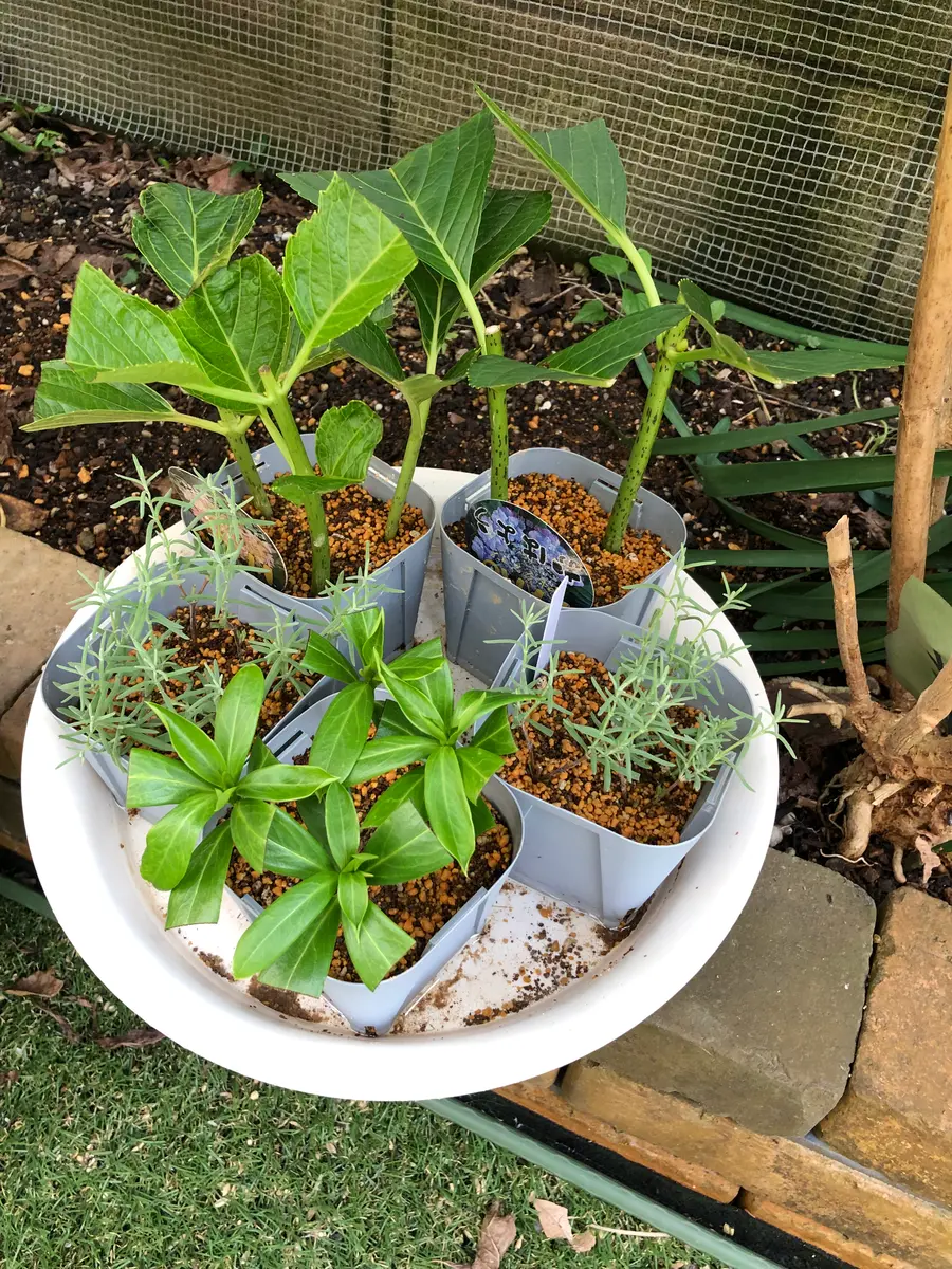 いつもありがとうございます。今回紫陽花の挿し芽から育てて｜園芸