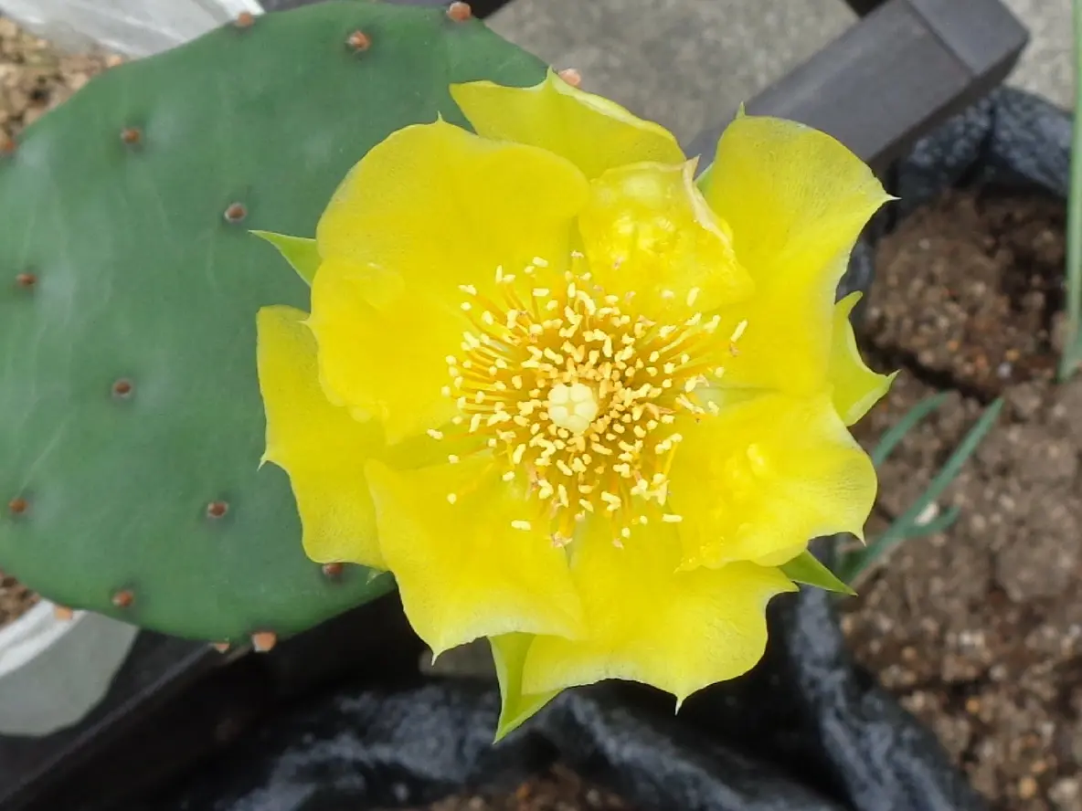 ウチワサボテンについて質問です新芽が出て一ヶ月ほどたちま｜園芸